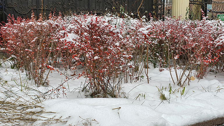 Trận tuyết lớn với lượng tuyết dày khoảng 10cm. Trận tuyết lớn với lượng tuyết dày khoảng 10cm.