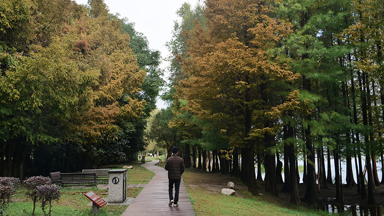 Đường đi dạo ven vùng đất ngập nước trồng cây thủy sam. Đường đi dạo ven vùng đất ngập nước trồng cây thủy sam.