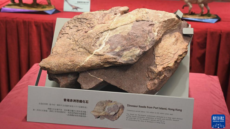 Hóa thạch khủng long được phát hiện trên đảo Xích Châu Chek Chau. (Ảnh: Tân Hoa Xã)