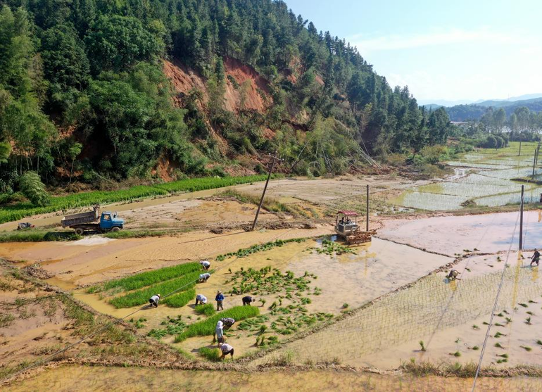 Nông dân thị trấn Hưng Ninh, thành phố Tư Hưng tỉnh, Hồ Nam gieo trồng giống lúa muộn sau mưa lũ. (Ảnh: Tân Hoa xã)