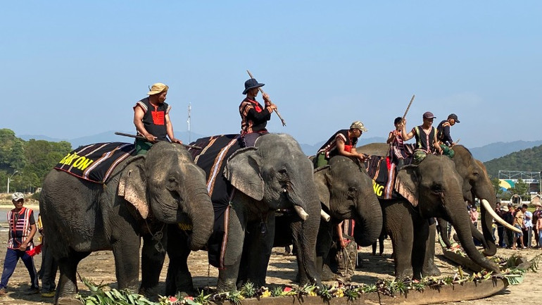 Đàn voi của ông Đàng Năng Long tham gia một lễ hội của huyện Lắk.