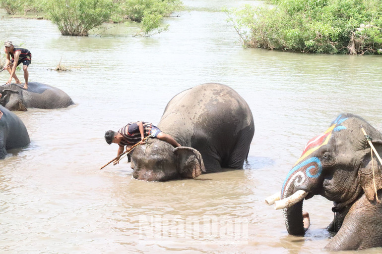 Một nài voi lấy tay khoát nước tắm mát cho voi.