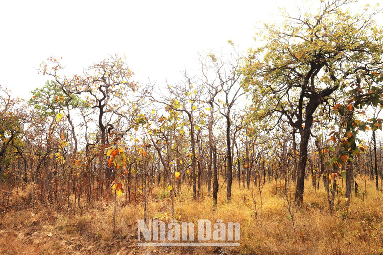 Với hệ sinh thái rừng khộp rụng lá vào mùa khô và loại hình thảm thực bì chủ yếu gồm: Trảng cỏ, cây bụi, le, lau lách... rất nhanh khô trong những tháng mùa khô, đặc biệt là dưới tán rừng khộp nên nguy cơ cháy rừng rất cao. Với hệ sinh thái rừng khộp rụng lá vào mùa khô và loại hình thảm thực bì chủ yếu gồm: Trảng cỏ, cây bụi, le, lau lách... rất nhanh khô trong những tháng mùa khô, đặc biệt là dưới tán rừng khộp nên nguy cơ cháy rừng rất cao.