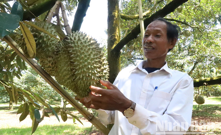 Nhiều năm nay, cây sầu riêng đang trở thành cây trồng chính và mang lại nguồn thu nhập lớn cho người nông dân ở Đắk Lắk.