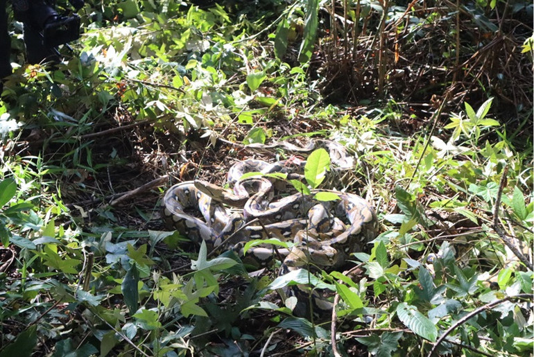 Cá thể trăn gấm có trọng lượng 14 kg được thả về với tự nhiên.