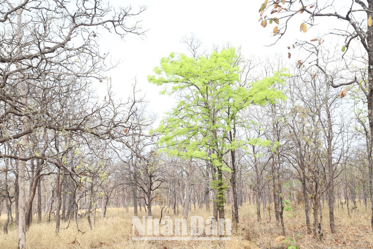 Nhờ đó, trong nhiều năm qua, trong lâm phận Vườn quốc gia Yok Đôn không xảy ra cháy rừng. Nhờ đó, trong nhiều năm qua, trong lâm phận Vườn quốc gia Yok Đôn không xảy ra cháy rừng.