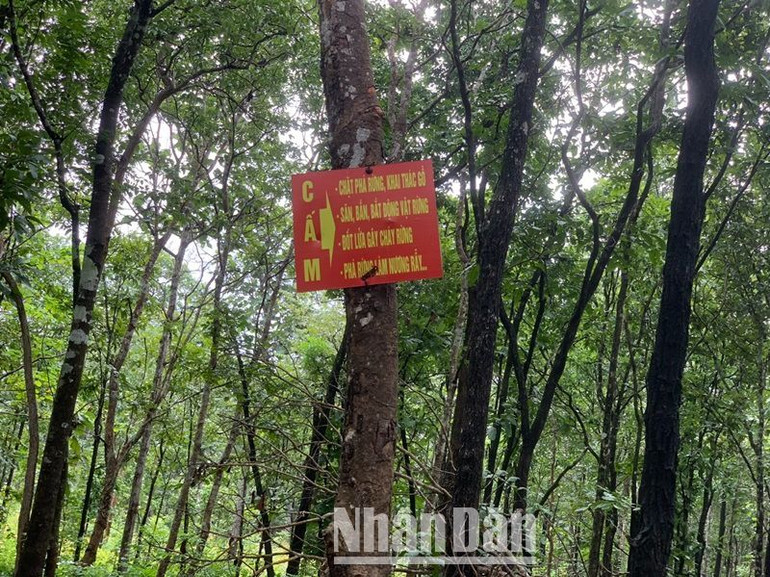 Mặc dù ngay khu vực phá rừng được phát hiện trong năm 2021 có treo bảng cấm phá rừng, khai thác gỗ.