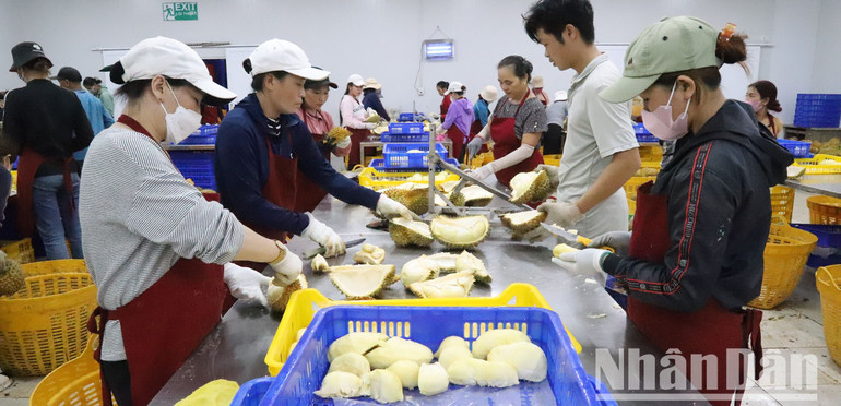 Một cơ sở chế biến, cấp đông sầu riêng ở Đắk Lắk.