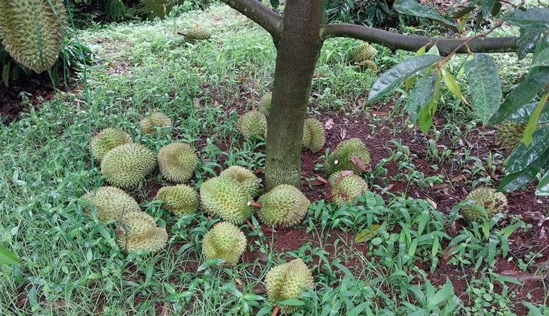 Quả sầu riêng còn non trong vườn của gia đình ông N.B.T, ở thôn Ea Sia B, xã Ea Nam, huyện Ea H'leo bị cắt phá.