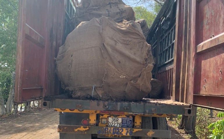 Các cây bằng lăng còn nguyên gốc được vận chuyển trên xe ô-tô.