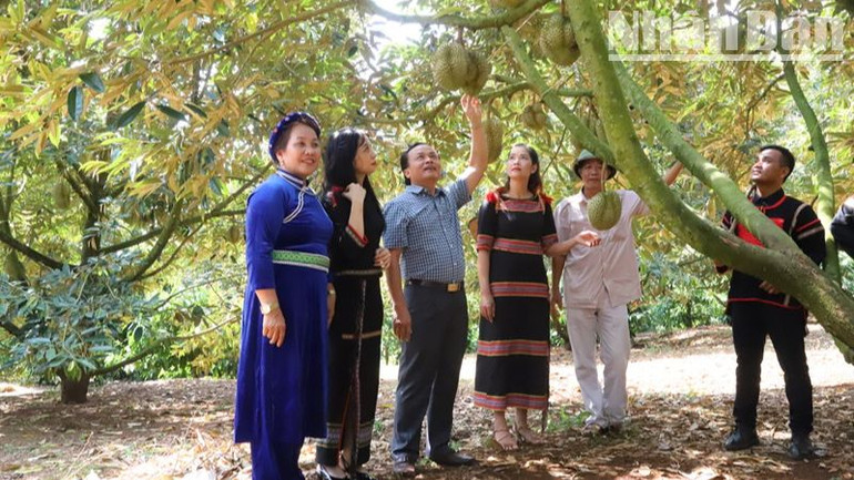 Đến nay, huyện Krông Pắc có diện tích sầu riêng lớn nhất tỉnh Đắk Lắk và chất lượng, hương vị sầu riêng ở đây cũng thơm, ngon nhất tỉnh Đắk Lắk.