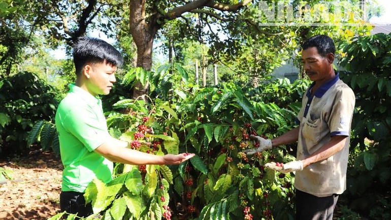 Nhiều diện tích cà-phê tái canh ở Đắk Lắk cho năng suất và hiệu quả kinh tế cao.