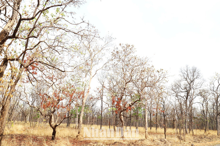 Vườn quốc gia Yok Đôn với hệ sinh thái là rừng khộp duy nhất tại Việt Nam. Vườn quốc gia Yok Đôn với hệ sinh thái là rừng khộp duy nhất tại Việt Nam.