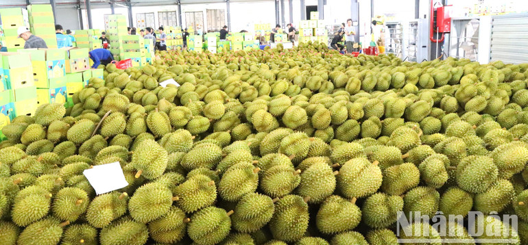 Một cơ sở thu mua đóng gói sầu riêng xuất khẩu trên địa bàn huyện Krông Pắc.