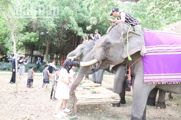 Các cháu nhỏ rất yêu thích khi được cho voi ăn.