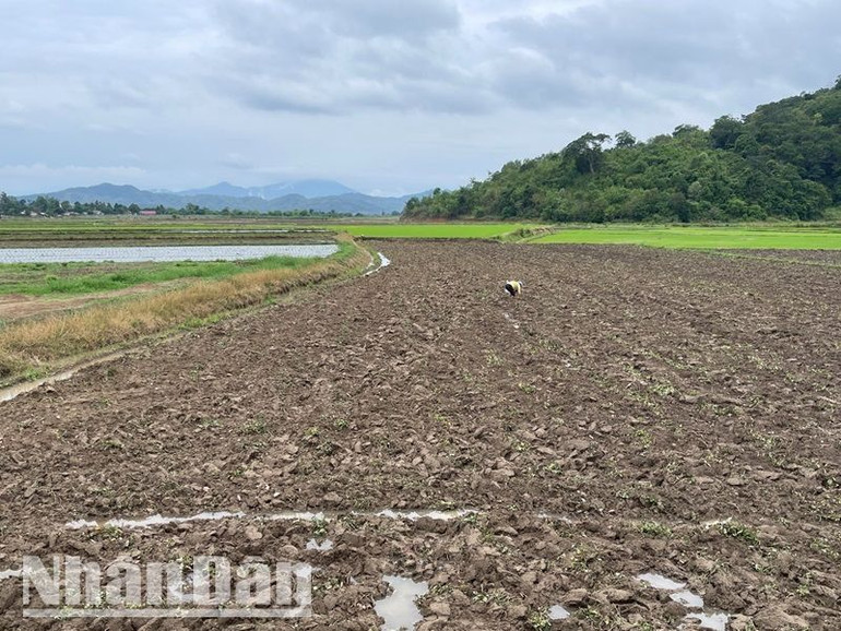 Trong khi đó, cánh đồng khoảng 100ha ở buôn Krông, xã Dur Kmăl chủ yếu phụ thuộc vào nguồn nước bơm từ trạm bơm T151.