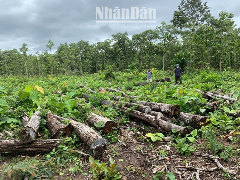 Một diện tích lớn rừng bị triệt hạ.
