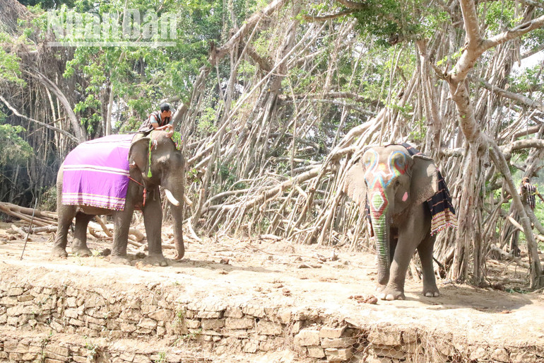 Các chú voi ở đây luôn được khoác trên mình tấm vải thổ cẩm để che nắng nóng và được vẽ hoa văn trên đầu và vòi rất đẹp.