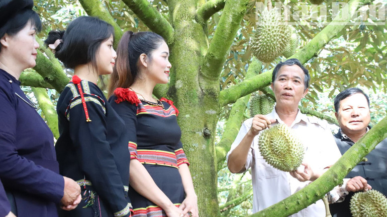 Đến năm 2024, tỉnh Đắk Lắk còn dẫn đầu cả nước về diện tích sầu riêng với khoảng 32.785ha, sản lượng đạt trên 300.000 tấn/năm.