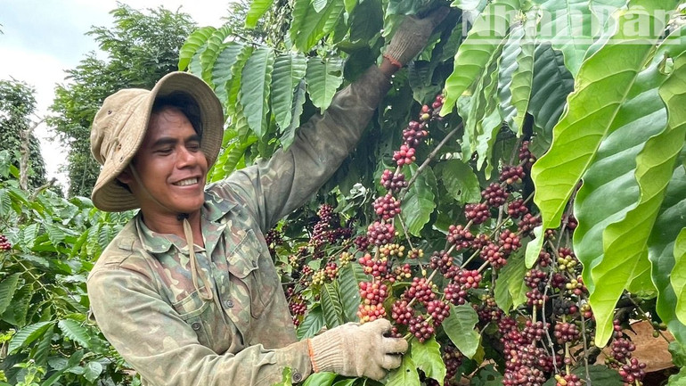 Đến năm 2024, Đắk Lắk có diện tích và sản lượng cà-phê đứng đầu cả nước khoảng 205.896ha, sản lượng ước đạt 564.093 tấn cà-phê nhân mỗi năm.