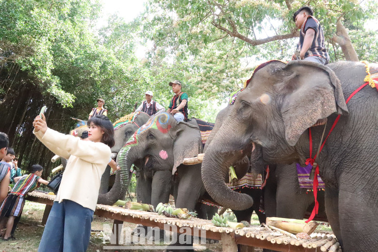 Một bạn trẻ tự chụp hình với voi.