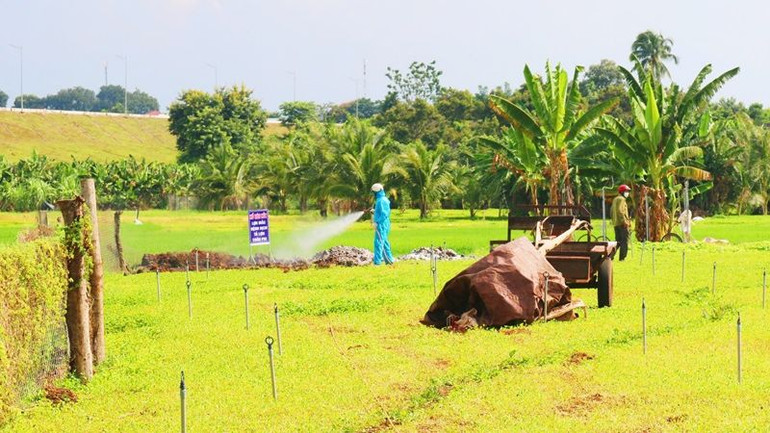 Cán bộ thú y phun hóa chất xử lý môi trường tại khu vực tiêu hủy đàn lợn theo đúng quy định.