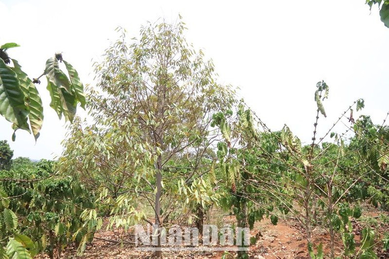 Nắng nóng gay gắt và khô hạn ảnh hưởng lớn đến sản xuất nông nghiệp của người dân. Nắng nóng gay gắt và khô hạn ảnh hưởng lớn đến sản xuất nông nghiệp của người dân.