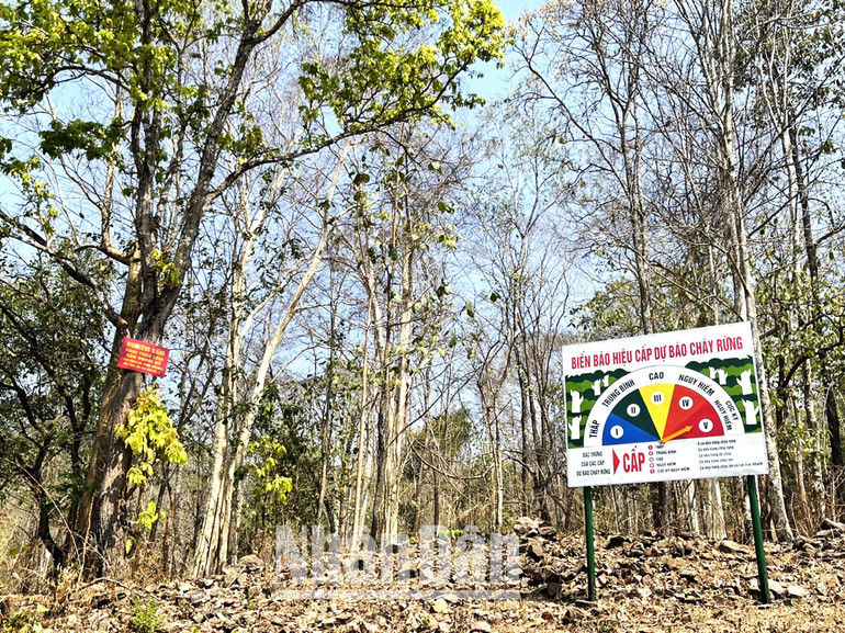 Vườn quốc gia Yok Đôn dự báo nguy cơ cháy rừng đang ở cấp V, cấp cực kỳ nguy hiểm. Vườn quốc gia Yok Đôn dự báo nguy cơ cháy rừng đang ở cấp V, cấp cực kỳ nguy hiểm.