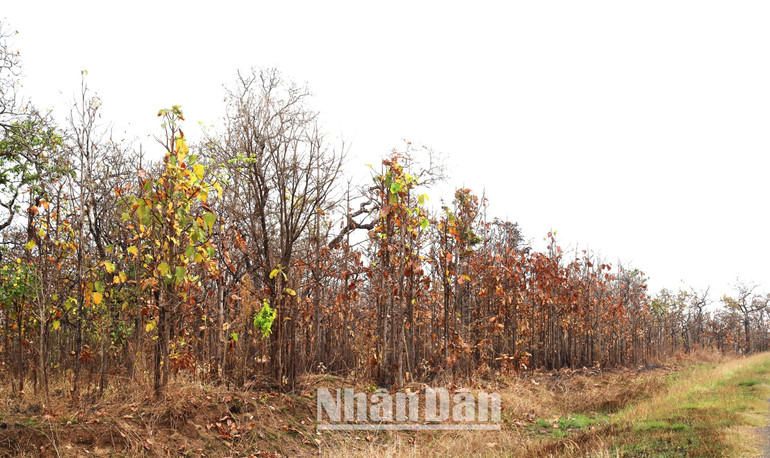 Đặc trưng của rừng khộp là rụng lá vào mùa khô. Đặc trưng của rừng khộp là rụng lá vào mùa khô.