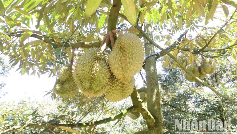 Đến nay, toàn tỉnh Đắk Lắk có 68 mã số vùng trồng với diện tích 2.521ha đã được Tổng cục Hải quan Trung Quốc phê duyệt và 198 vùng trồng với diện tích 4.771ha đang chờ phía Tổng cục Hải quan Trung Quốc phê duyệt.