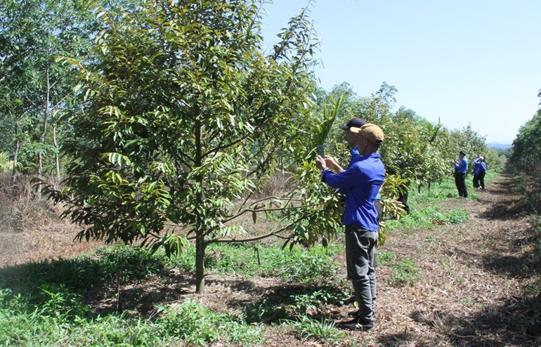 Trung ương Đoàn đề ra mục tiêu số hóa 10.000 cây sầu riêng trên địa bàn tỉnh Đắk Lắk.