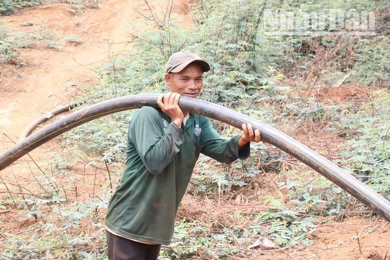 Một nông dân nỗ lực kéo ống nước tưới cứu cây trồng. Một nông dân nỗ lực kéo ống nước tưới cứu cây trồng.