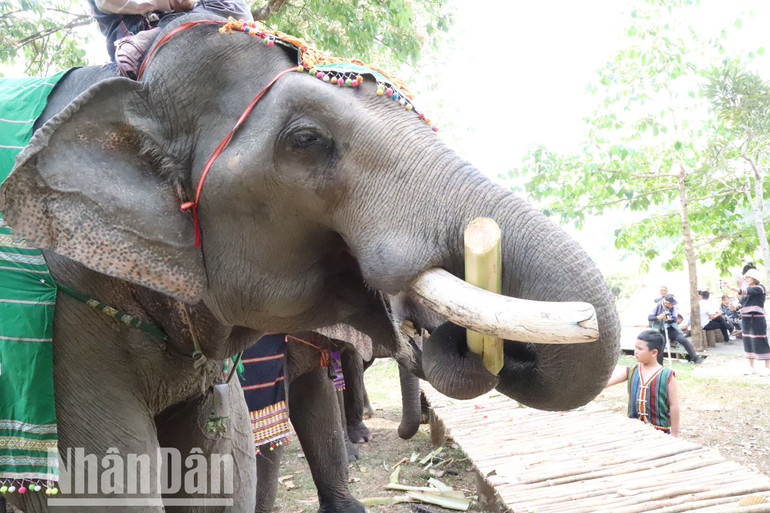 Đàn voi được cho ăn nhiều và khỏe mạnh hơn trước đây rất nhiều.