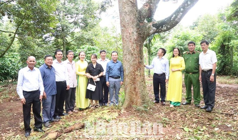 Các đại biểu thăm quan, trải nghiệm những cây sầu riêng cổ thụ tại xã Ea Yông, huyện Krông Pắc.