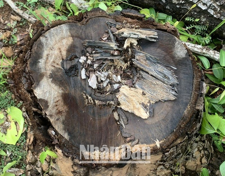 Trong đó nhiều cây rừng có đường kính lớn cũng bị triệt hạ.