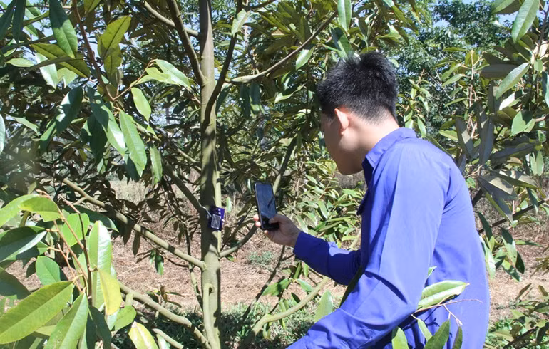 Các đoàn viên, thanh niên quét mã QR để số hóa cây sầu riêng.