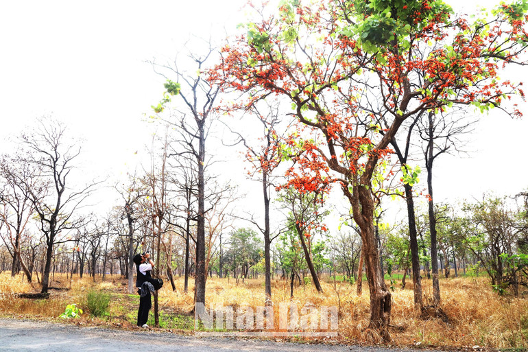 Và vào mùa thay là cũng là mùa rừng khộp đẹp nhất trong năm, thu hút nhiều nghệ sĩ nhiếp ảnh đến sáng tác. Và vào mùa thay là cũng là mùa rừng khộp đẹp nhất trong năm, thu hút nhiều nghệ sĩ nhiếp ảnh đến sáng tác.