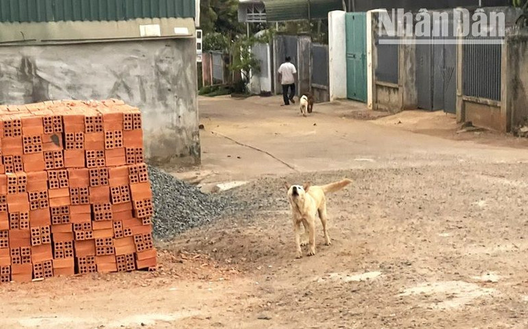 Ở Đắk Lắk, tình trạng người dân nuôi chó thả rông còn phổ biến khiến nguy cơ bệnh dại lây lan trong cộng đồng là rất lớn.