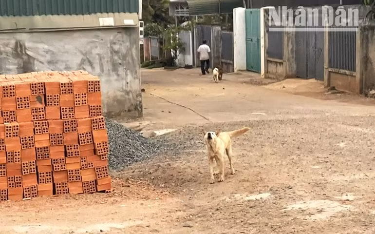 Ở Đắk Lắk, tình trạng người dân nuôi chó thả rông còn phổ biến khiến nguy cơ bệnh dại lây lan trong cộng đồng là rất lớn.
