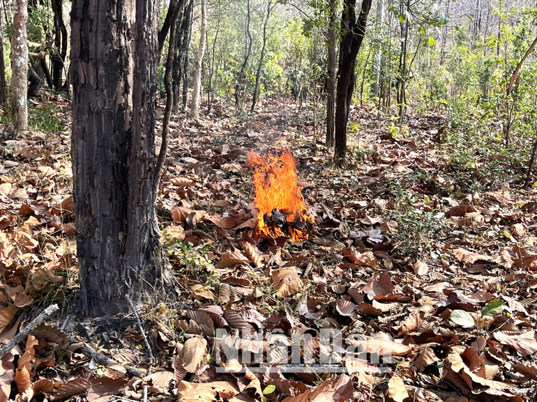 Vào mùa khô, nhiều hộ đồng bào dân tộc thiểu số ở địa phương vẫn duy trì phong tục chăn thả gia súc trong Vườn quốc gia Yok Đôn và tình trạng người dân vào rừng săn bắn động vật, đốt ong lấy mật vẫn xảy ra, nếu bất cẩn chỉ cần một tàn thuốc có thể xảy ra cháy rừng. Vào mùa khô, nhiều hộ đồng bào dân tộc thiểu số ở địa phương vẫn duy trì phong tục chăn thả gia súc trong Vườn quốc gia Yok Đôn và tình trạng người dân vào rừng săn bắn động vật, đốt ong lấy mật vẫn xảy ra, nếu bất cẩn chỉ cần một tàn thuốc có thể xảy ra cháy rừng.