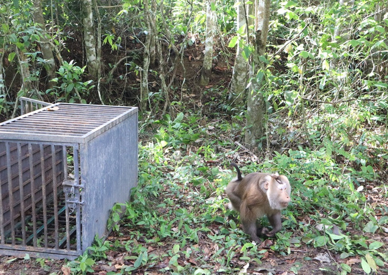 Cá thể khỉ đuôi lợn có trọng lượng 8kg thuộc nhóm 2B được thả về với tự nhiên.