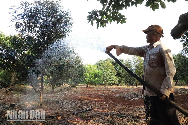 Người dân xã Ea H’leo, huyện Ea H’leo phấn khởi bơm nước tưới cho cây trồng trong mùa khô hạn năm 2024.