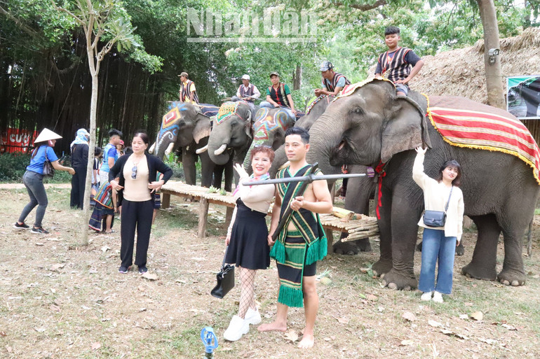 Du khách đến với Trung tâm Du lịch cầu treo Buôn Đôn đã quen dần với du lịch thân thiện với voi.