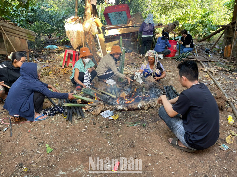 Trong các lễ vật cúng trong Lễ hội mừng lúa mới của đồng bào Xơ Đăng luôn có đầu heo.