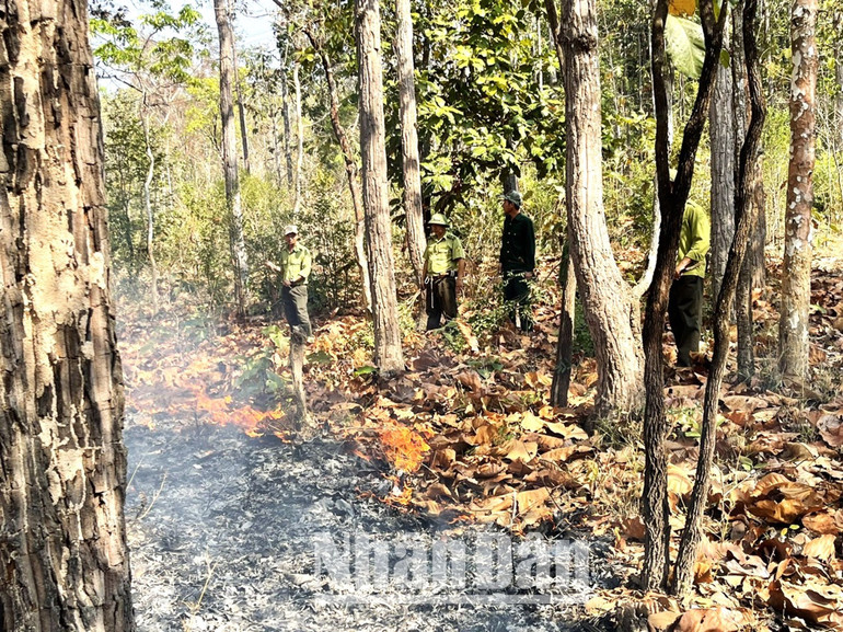 Lực lượng kiểm lâm Vườn quốc gia Yok Đôn tổ chức đốt thực bì có kiểm soát để hạn chế xảy ra cháy rừng khộp trong mùa khô. Lực lượng kiểm lâm Vườn quốc gia Yok Đôn tổ chức đốt thực bì có kiểm soát để hạn chế xảy ra cháy rừng khộp trong mùa khô.