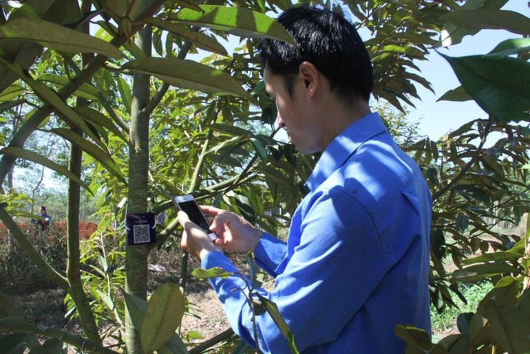 Các đoàn viên, thanh niên nhập thông tin về cây sầu riêng để số hóa.