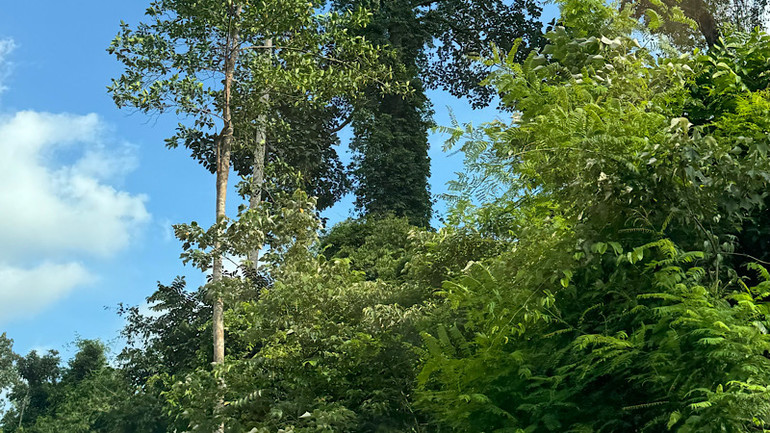 Dọc hai bên rừng là hệ thực vật đa tầng tán. Dọc hai bên rừng là hệ thực vật đa tầng tán.