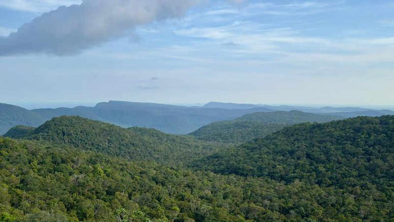 Rừng Việt Nam có trữ lượng carbon lớn. (Ảnh: HẠNH VÂN)