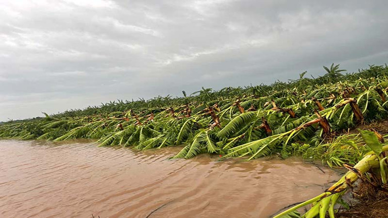Hàng trăm ha chuối của người dân tại huyện Lý Nhân bị gãy đổ.