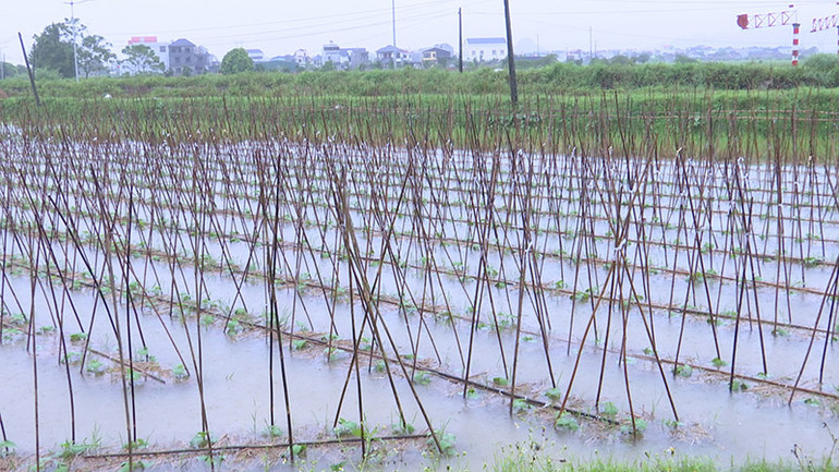 Khoảng 1 nghìn héc-ta cây màu vụ đông trên địa bàn toàn tỉnh Hà Nam bị ảnh hưởng.